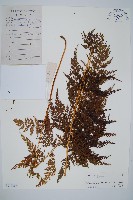 藏品(烏蕨)的圖片