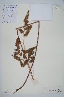 藏品(大片複葉耳蕨)的圖片