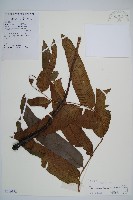 藏品(海南雙蓋蕨)的圖片