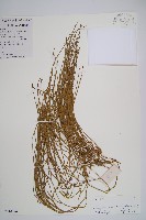 藏品(木賊葉石松)的圖片