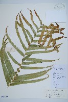 藏品(烏毛蕨)的圖片