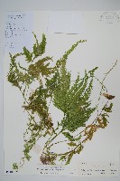 藏品(二形卷柏)的圖片