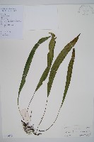 藏品(單葉雙蓋蕨)的圖片