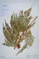 藏品(東方狗脊蕨)的圖片