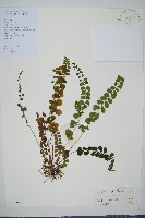 藏品(圓葉陵齒蕨)的圖片