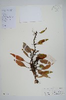 藏品(石葦)的圖片