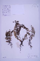 藏品(生芽鐵角蕨)的圖片