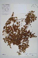 藏品(海金沙)的圖片