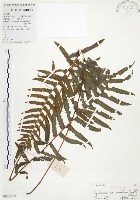 藏品(毛蕨)的圖片