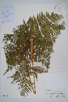 藏品(普通針毛蕨)的圖片