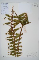 藏品(中華裡白)的圖片