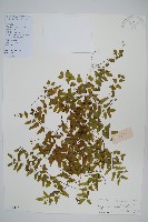 藏品(小葉海金沙)的圖片