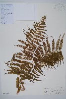 藏品(金狗毛蕨)的圖片