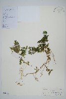 藏品(糙葉卷柏)的圖片