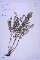 藏品(長生鐵角蕨)的圖片