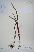 藏品(唇邊書帶蕨)的圖片