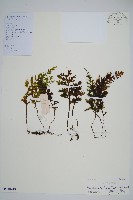 藏品(蕗蕨)的圖片