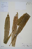 藏品(巢蕨)的圖片