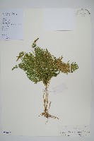 藏品(江南卷柏)的圖片