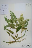 藏品(全緣卷柏)的圖片