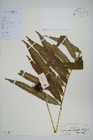 藏品(大線蕨)的圖片