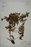 藏品(毛葉軸脈蕨)的圖片