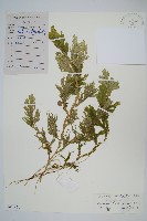 藏品(生根卷柏)的圖片