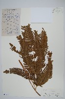 藏品(三角脈鳳尾蕨)的圖片