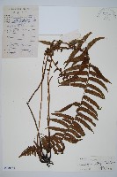 藏品(毛柄蹄蓋蕨)的圖片