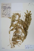 藏品(全緣卷柏)的圖片