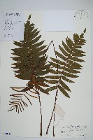 藏品(鐮葉瘤足蕨)的圖片