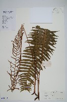 藏品(倒葉瘤足蕨)的圖片