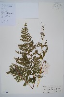 藏品(華南鱗蓋蕨)的圖片