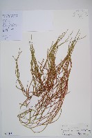 藏品(木賊葉石松)的圖片