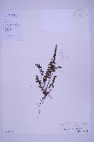 藏品(生芽鐵角蕨)的圖片