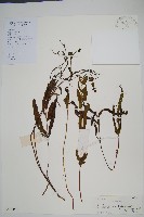 藏品(箭葉鱗始蕨)的圖片