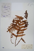 藏品(槲蕨)的圖片