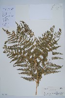 藏品(密毛蕨、巒大蕨)的圖片