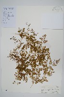 藏品(海金沙)的圖片