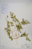 藏品(具邊卷柏)的圖片