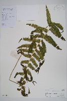 藏品(密毛毛蕨)的圖片