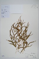 藏品(箭葉鳳尾蕨)的圖片