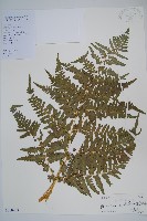 藏品(密毛蕨、巒大蕨)的圖片