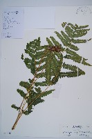 藏品(邊緣鱗蓋蕨)的圖片