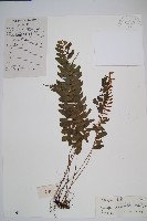 藏品(刺蕨)的圖片