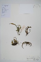 藏品(瓦葦)的圖片