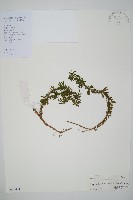 藏品(千層塔)的圖片