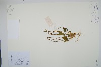 藏品(瓶爾小草)的圖片