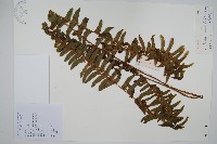 藏品(腎蕨)的圖片