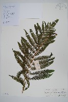 藏品(普通假毛蕨)的圖片